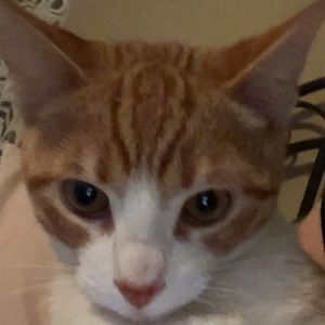 Meet your Posher, Anika